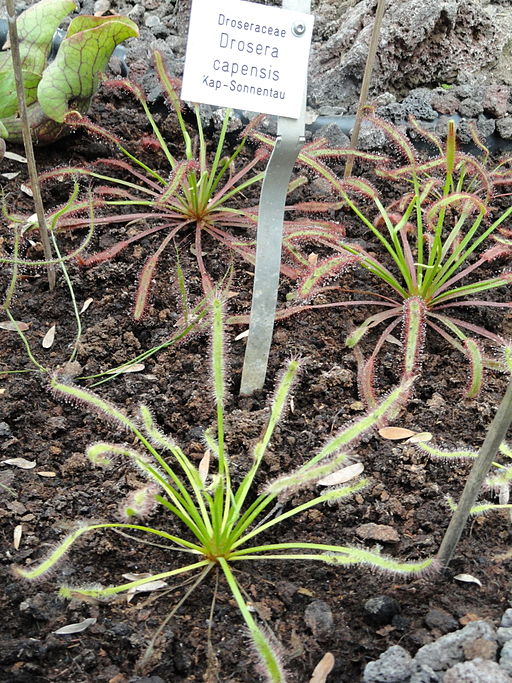 Cape Sundew 