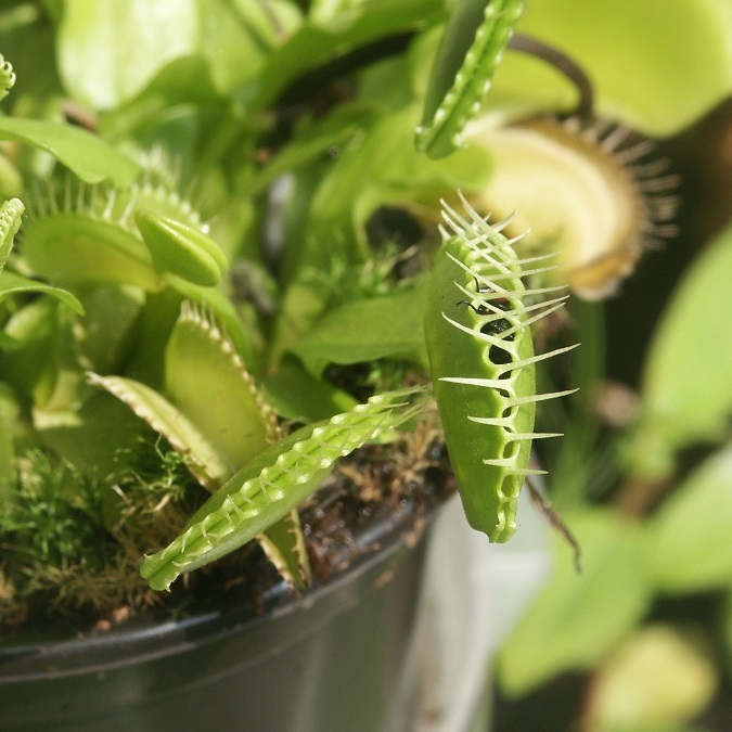 Venus Flytrap