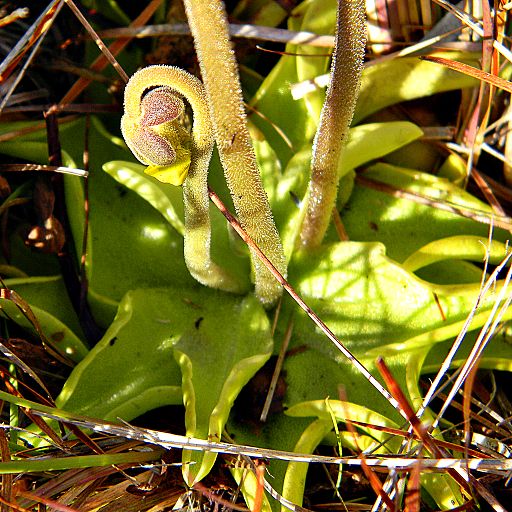 Yellow butterwort