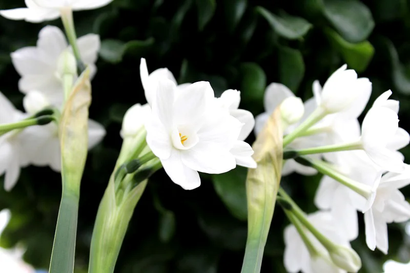 Paperwhite