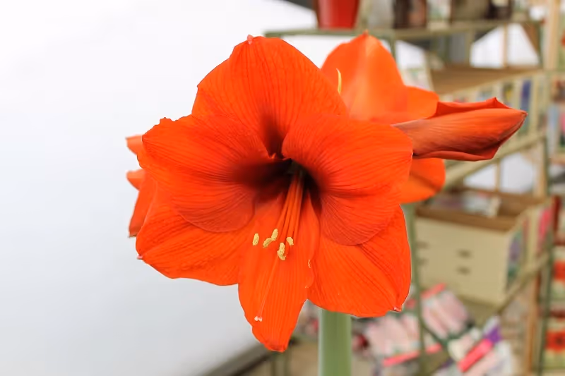 Amaryllis