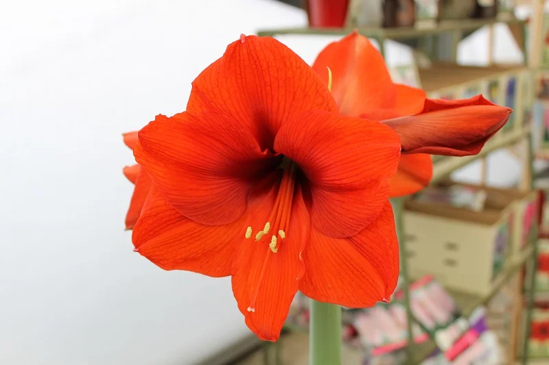 Amaryllis
