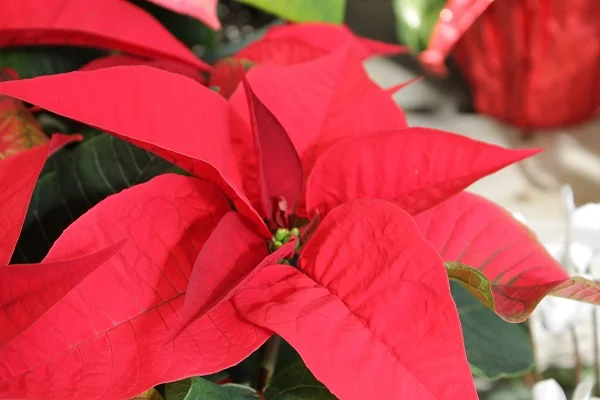 Poinsettia