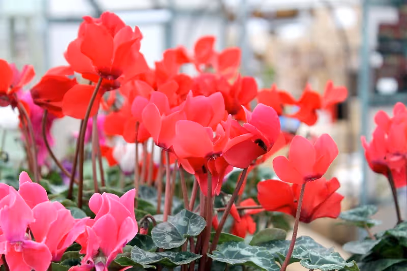Cyclamen