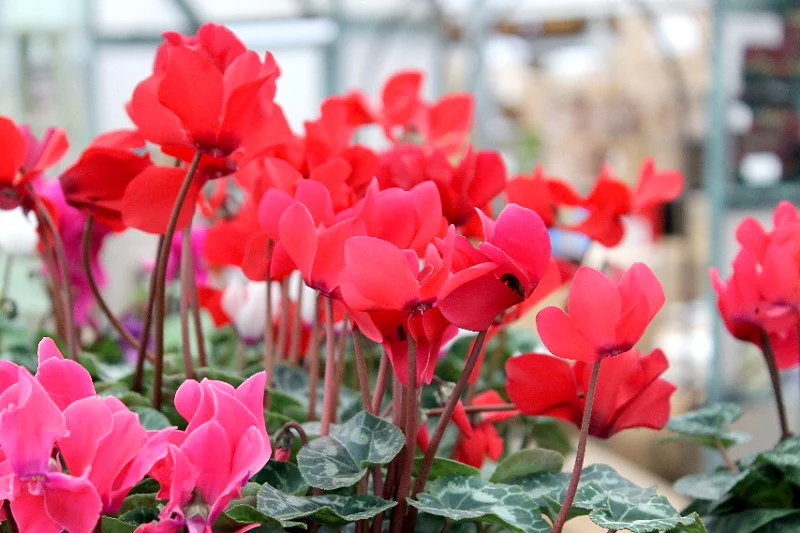 Cyclamen