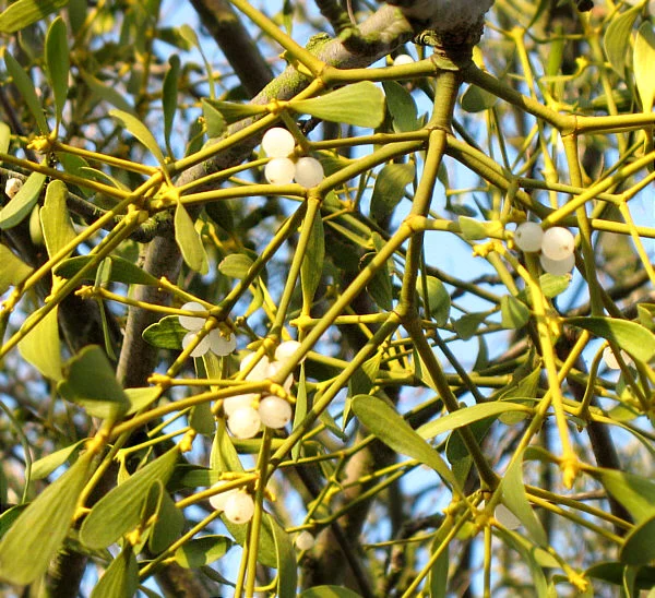 Mistletoe