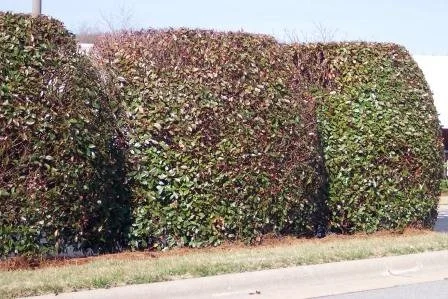 5 Common Problems of Older Landscapes