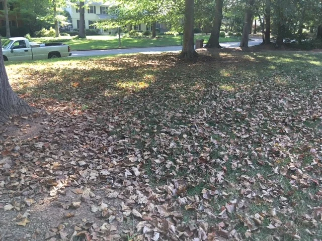 Summer leaf drop and yellowing on trees causes and solutions
