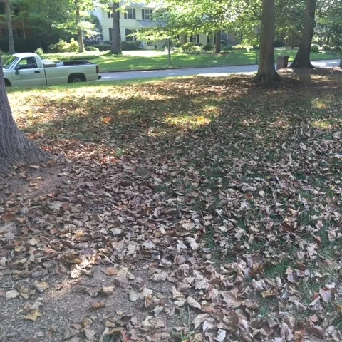 Summer Leaf Yellowing and Drop on Trees