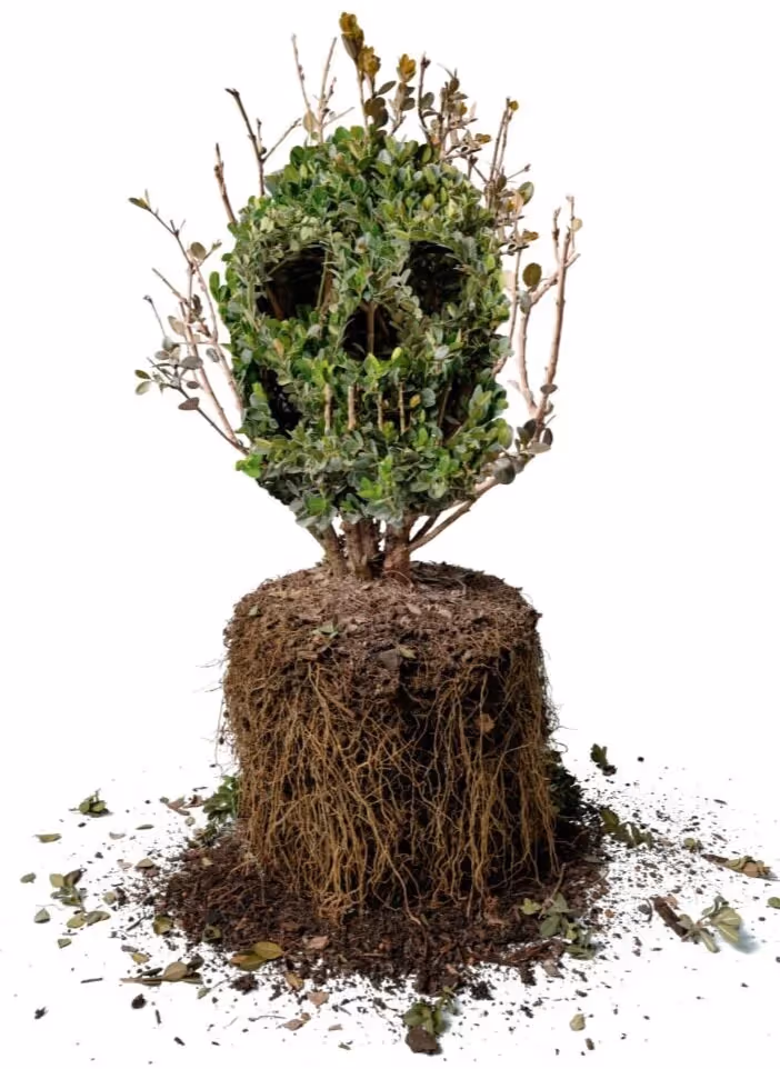 The Latest on Boxwood Blight