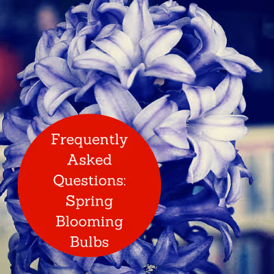 Frequently Asked Questions: Spring Blooming Bulbs