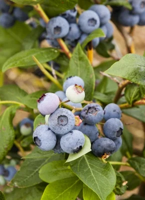 How to Grow Blueberries in Containers