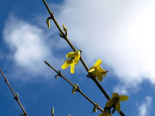 Unseasonable Flowering