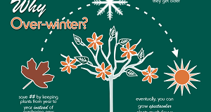 Overwintering Tropicals (infographic)
