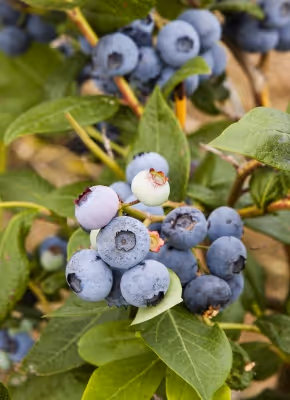 How to Grow Blueberries in Containers