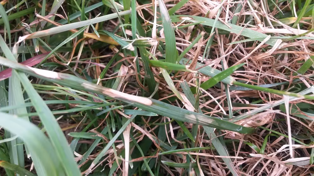 Quick Tips for Avoiding Brown Patch