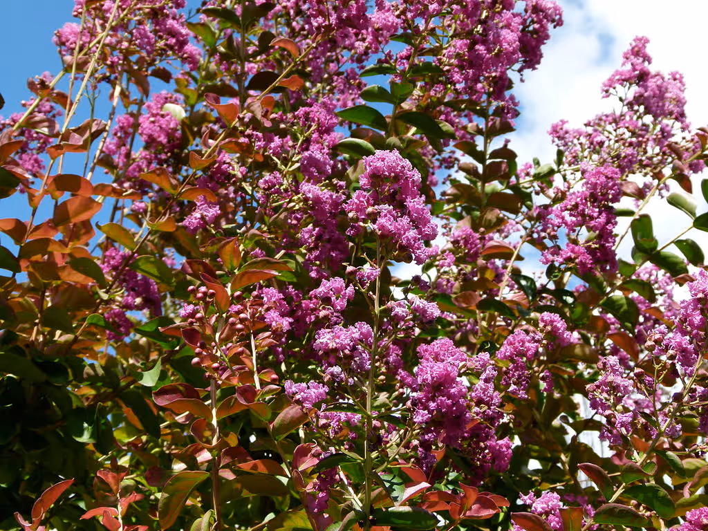 It's Not Too Late to Prune Crape Myrtles