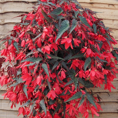 2016 is Year of the Begonia Begonia: National Garden Bureau