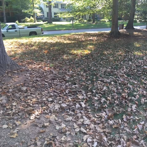 Summer Leaf Yellowing and Drop on Trees