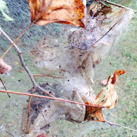 Fall Webworm