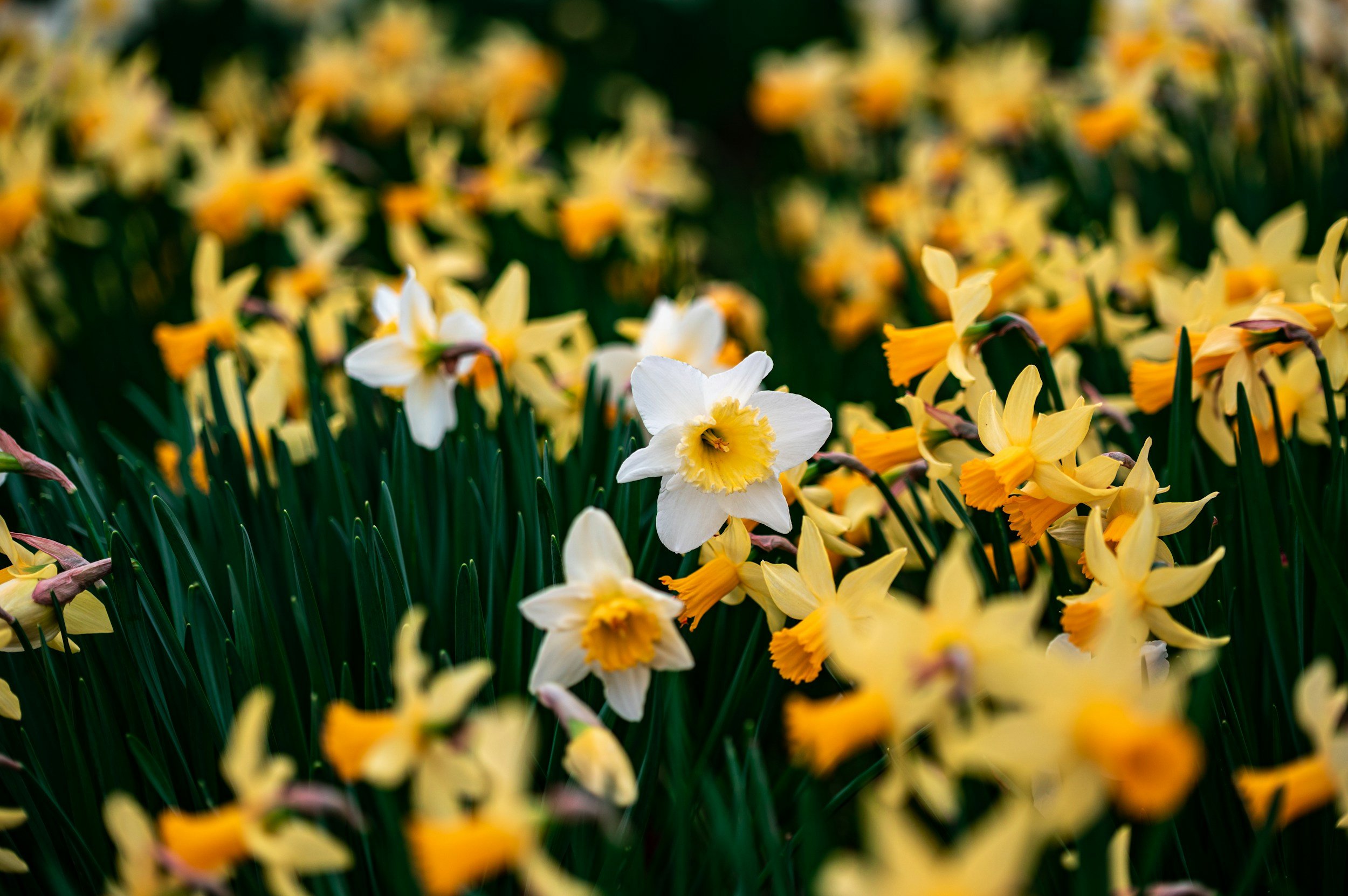 The Art of Timing: When to Cut Back Your Spring Bulbs