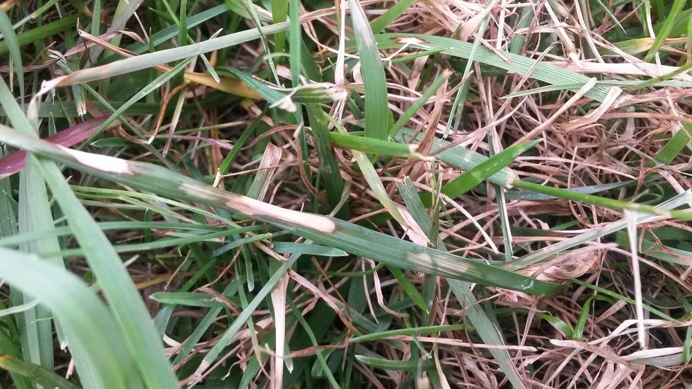 Quick Tips for Avoiding Brown Patch