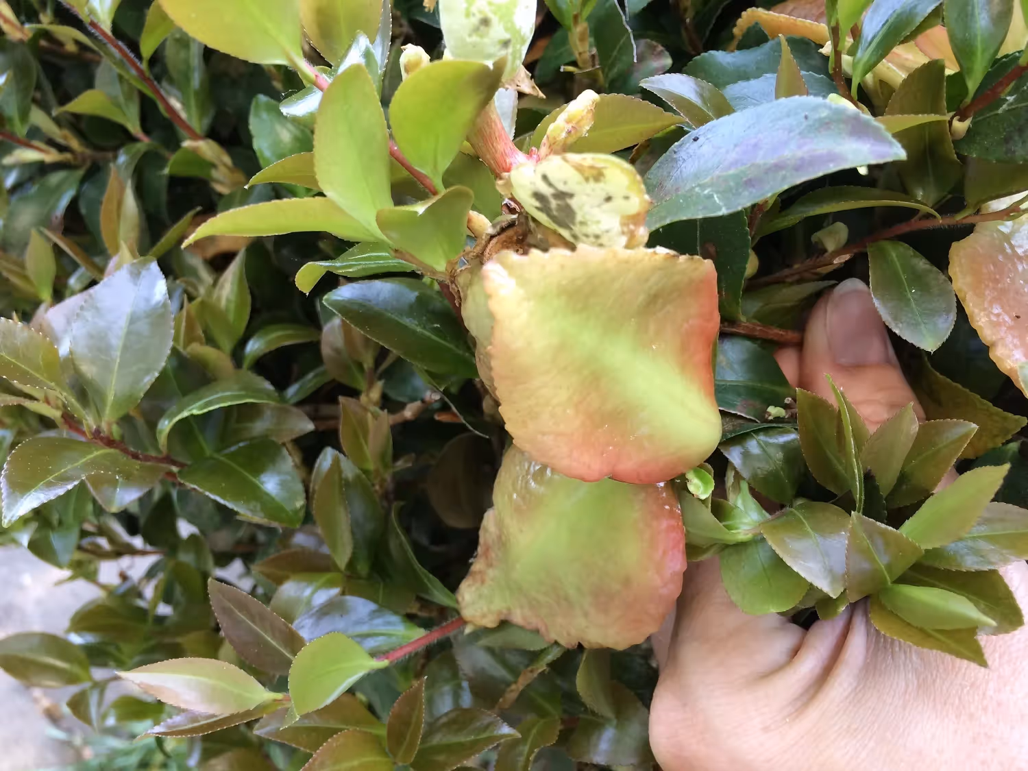 KC_5.13.15_camellia leaf gall (2).JPG
