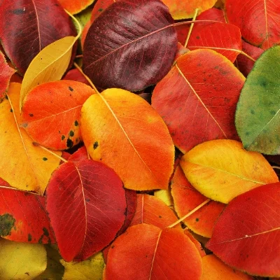 Leave the Leaves...or Not?