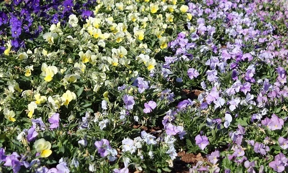 What Killed my Pansies?