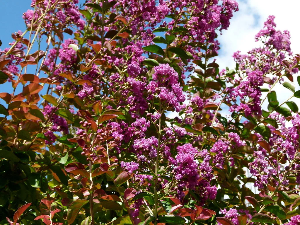 It's Not Too Late to Prune Crape Myrtles