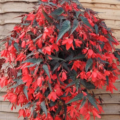 2016 is Year of the Begonia Begonia: National Garden Bureau 