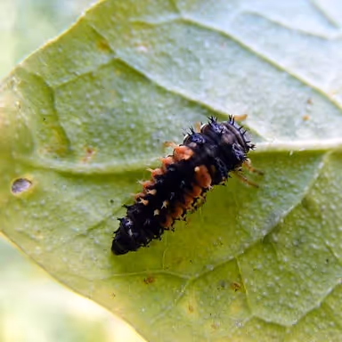 Ladybug larva
