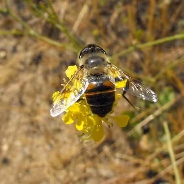 Adult syrphid fly on mustard flower