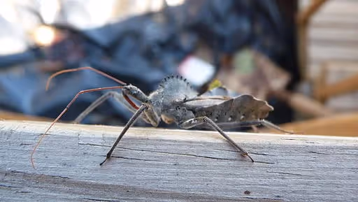 Adult wheel bug