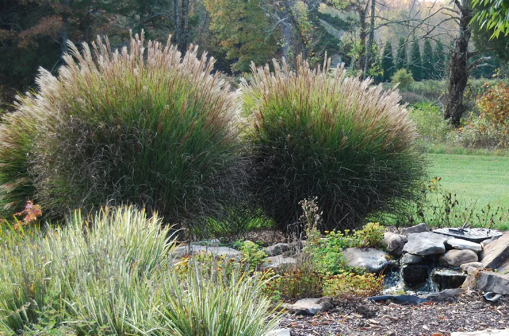 Landscape Design