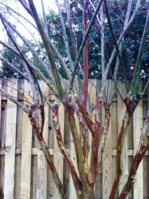 Landscape Design