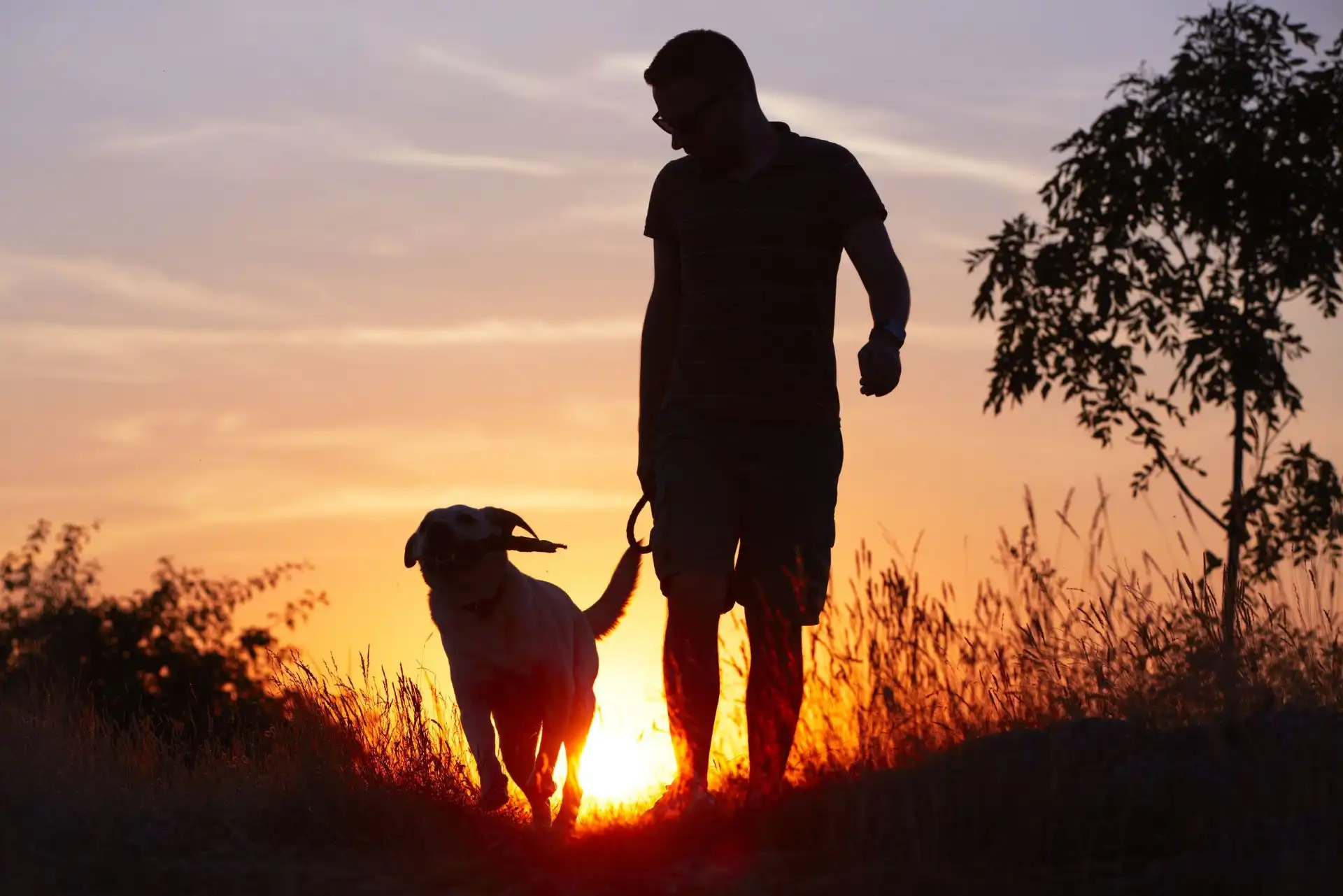 Silhouette of a man walking a dog at sunset in a grassy area with a tree nearby.