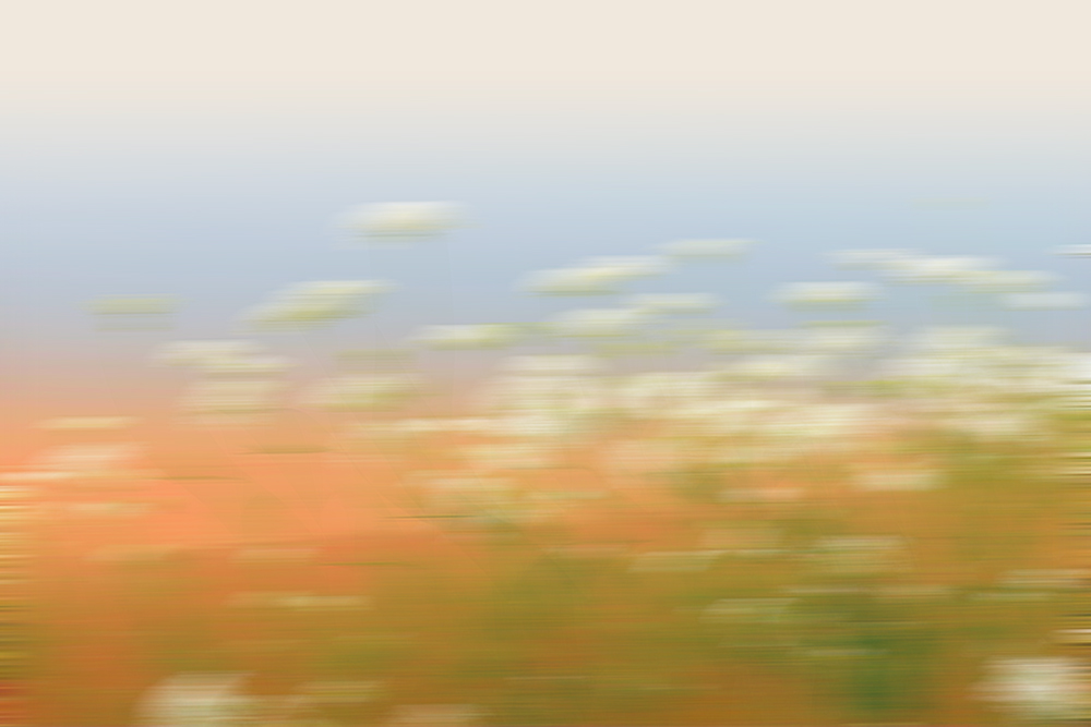 Champ flou avec des fleurs blanches et un ciel bleu en arrière-plan.