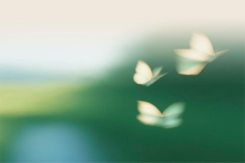 Des papillons flous volant sur un fond vert et bleu dégradé.