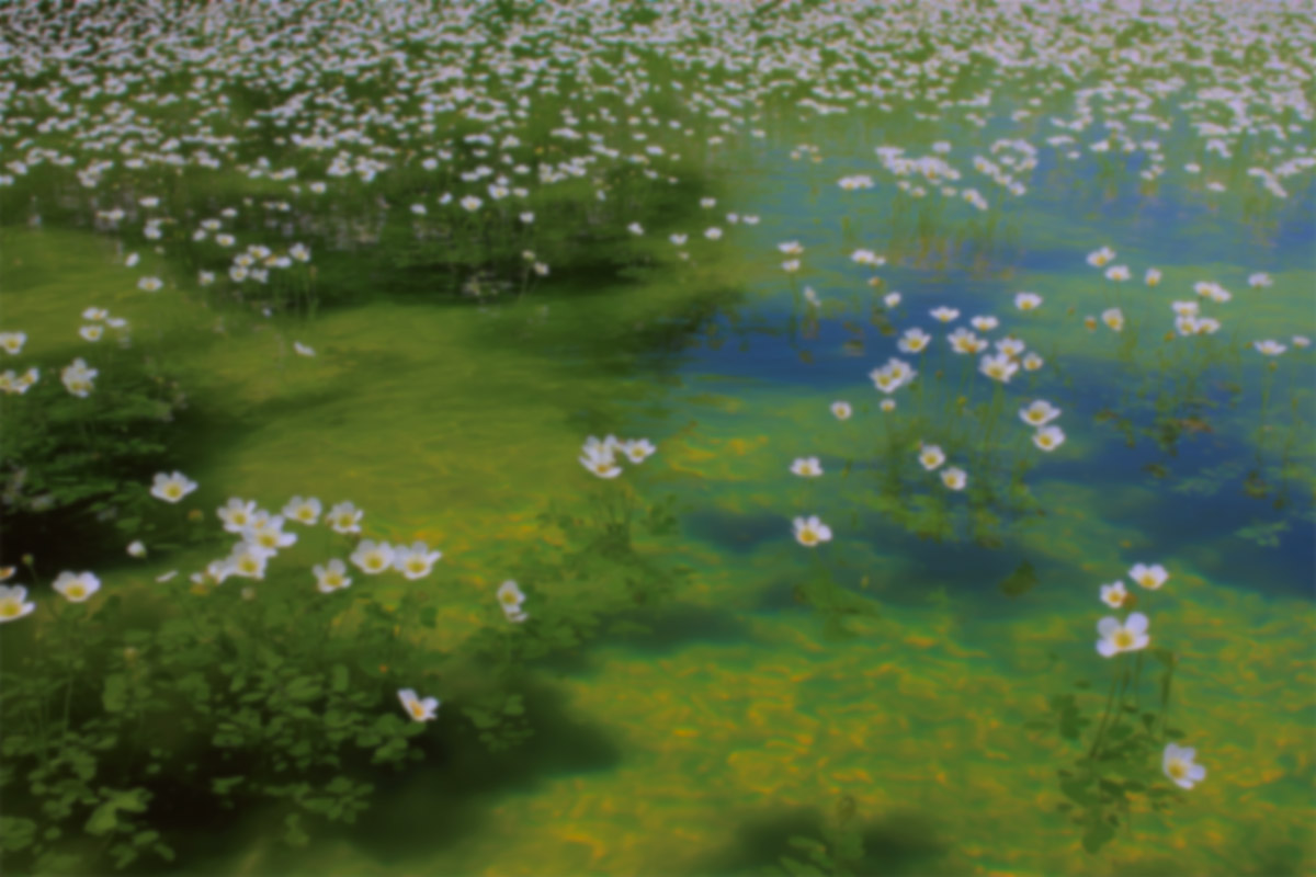 Fleurs blanches flottant dans de l'eau claire verte avec des reflets et des feuilles.