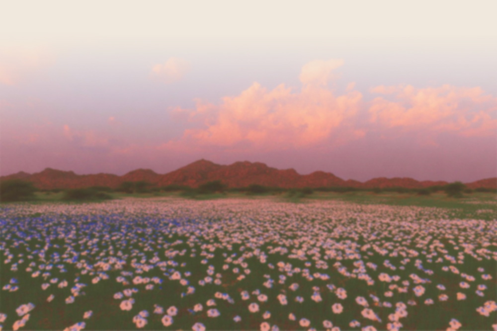 Champ de fleurs blanches avec collines et ciel rose au coucher du soleil.