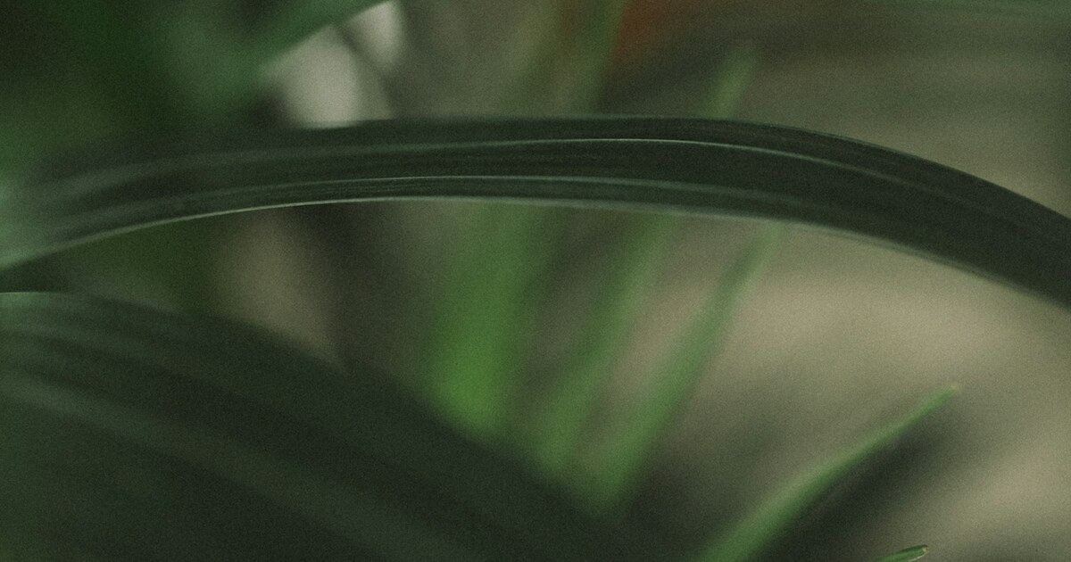plant leaves, natural texture, botanical detail