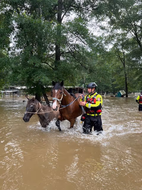 Rescue worker in high-visibility gear guiding two horses through a flooded area with water up to his waist, surrounded by trees.