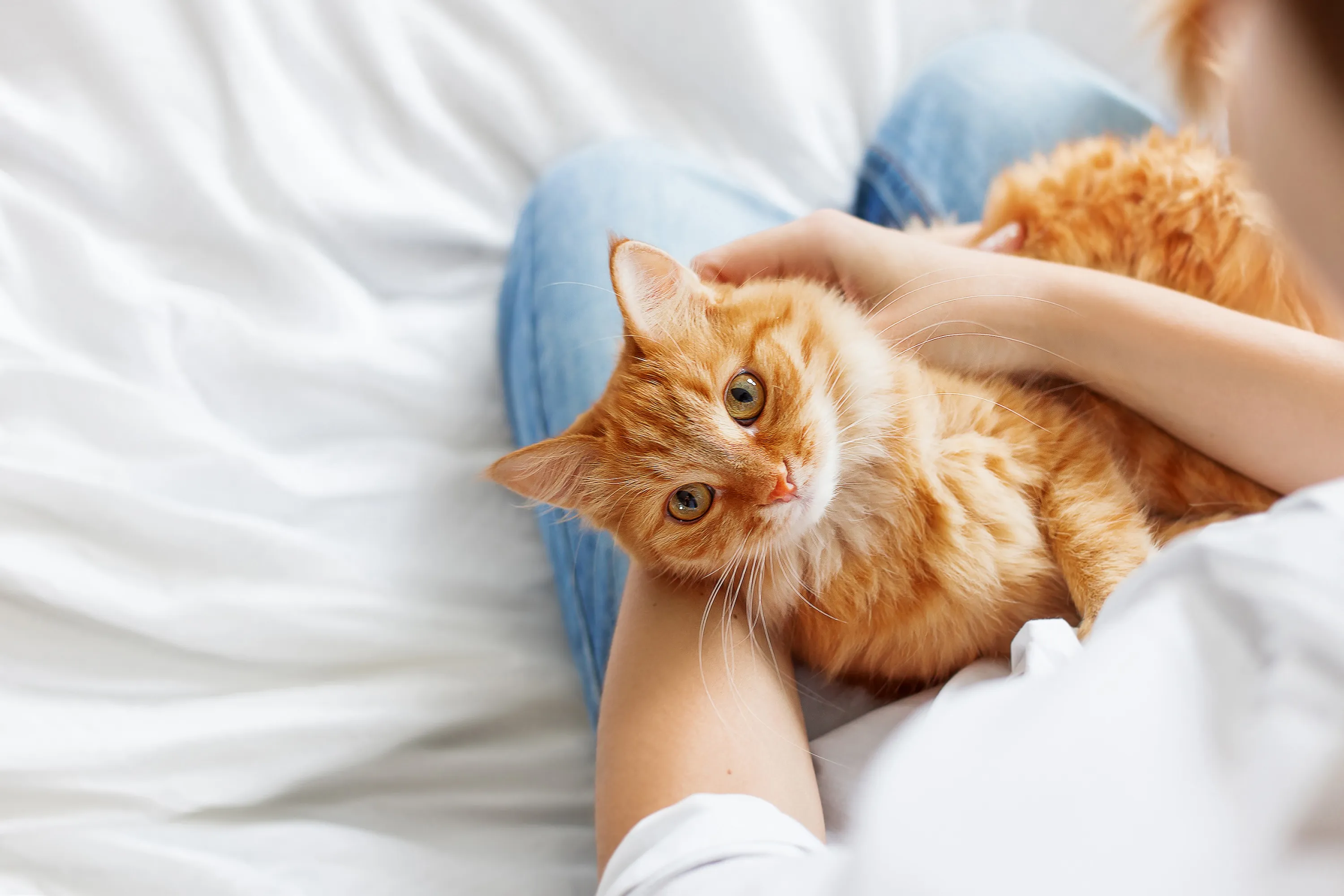 Cuddling with Cat Stock Photo