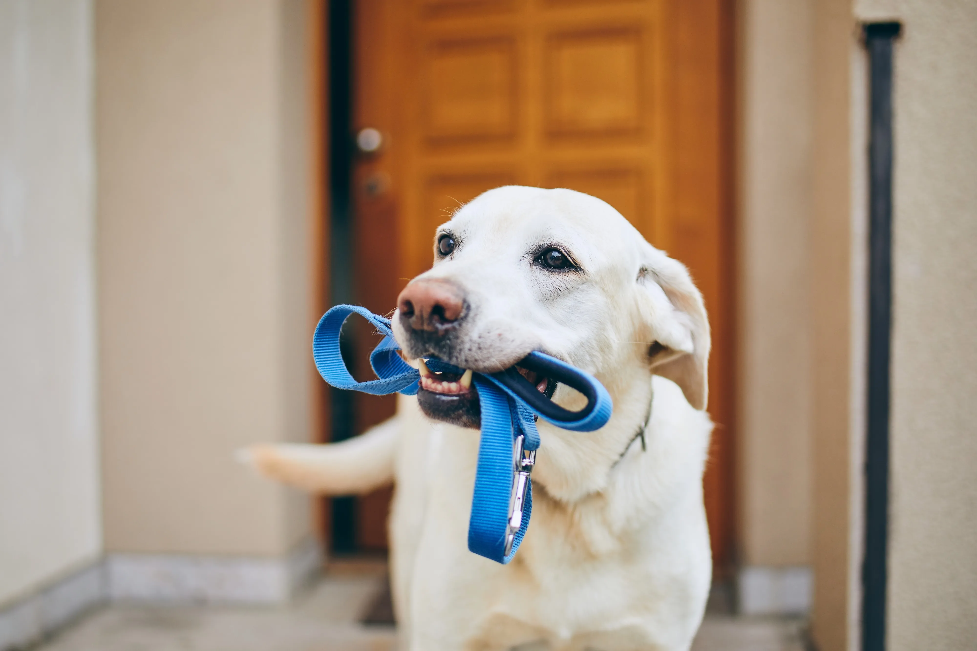 Dog with Leash Stock Photo