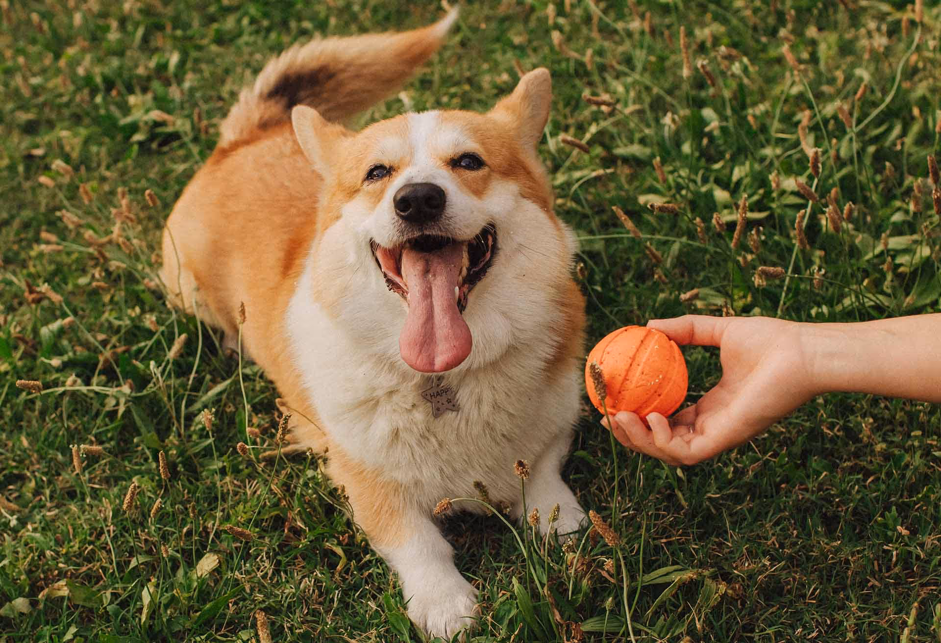 Corgi in the grass with ball. 