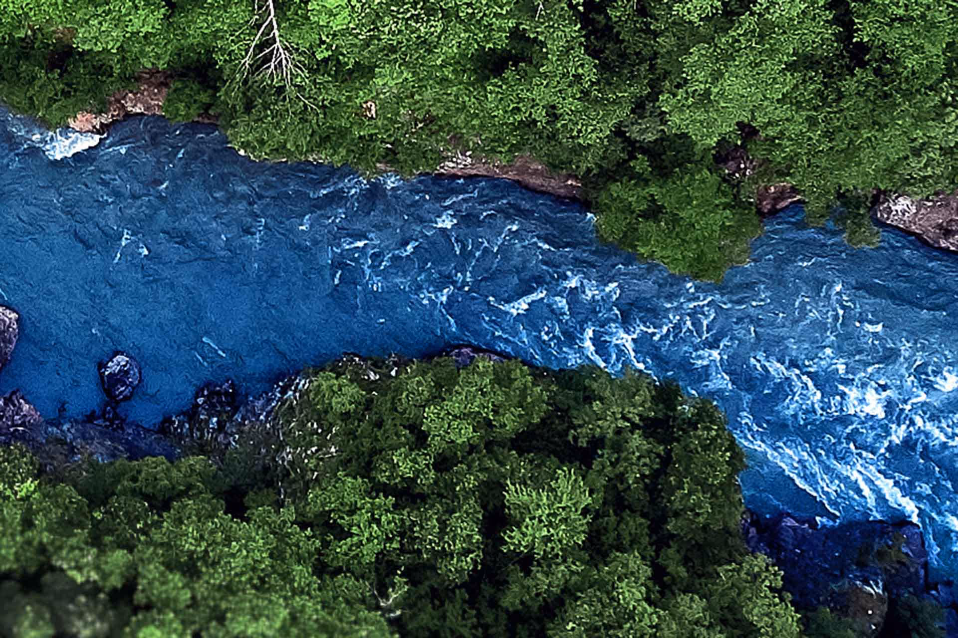 Overhead shot of trees and a river.