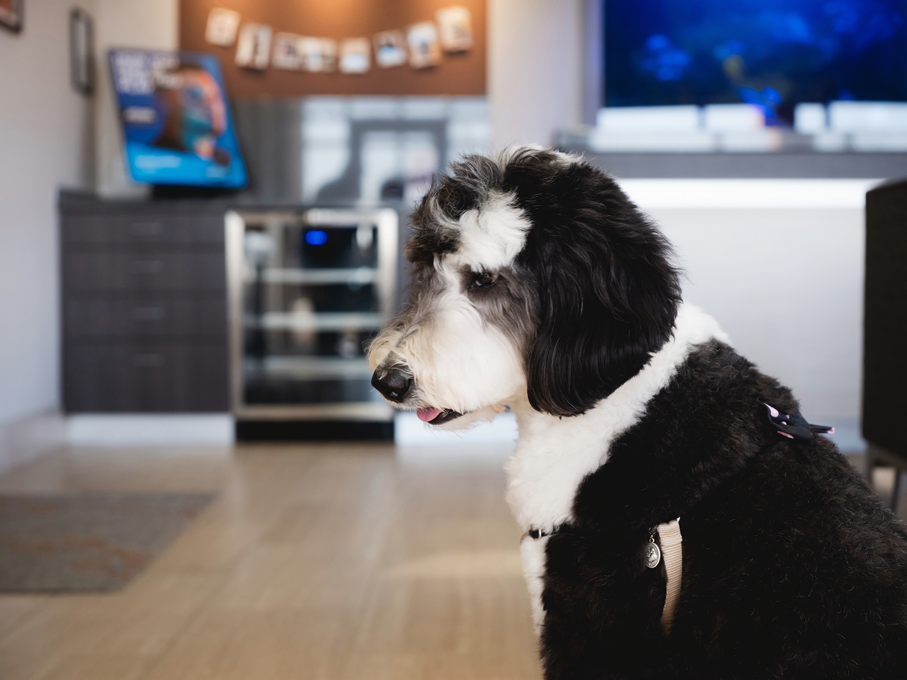 Black and white fluffy dog sitting indoors on a wooden floor, looking to the left with its tongue slightly out.