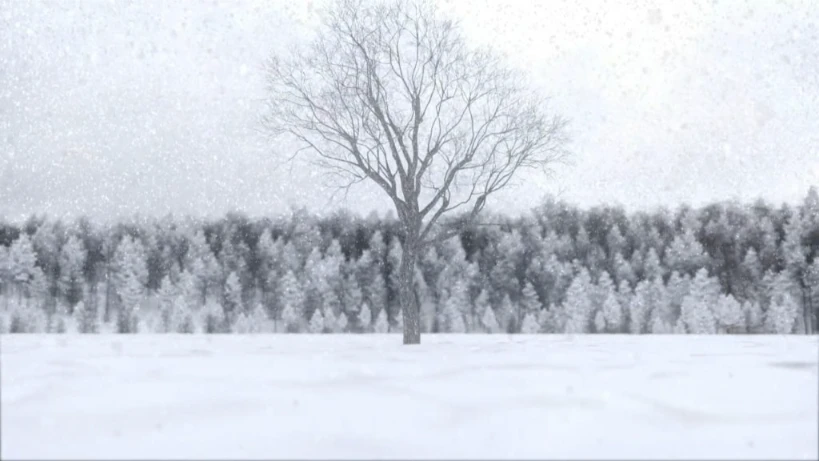 3D animation showing a tree growing and withstanding all weather