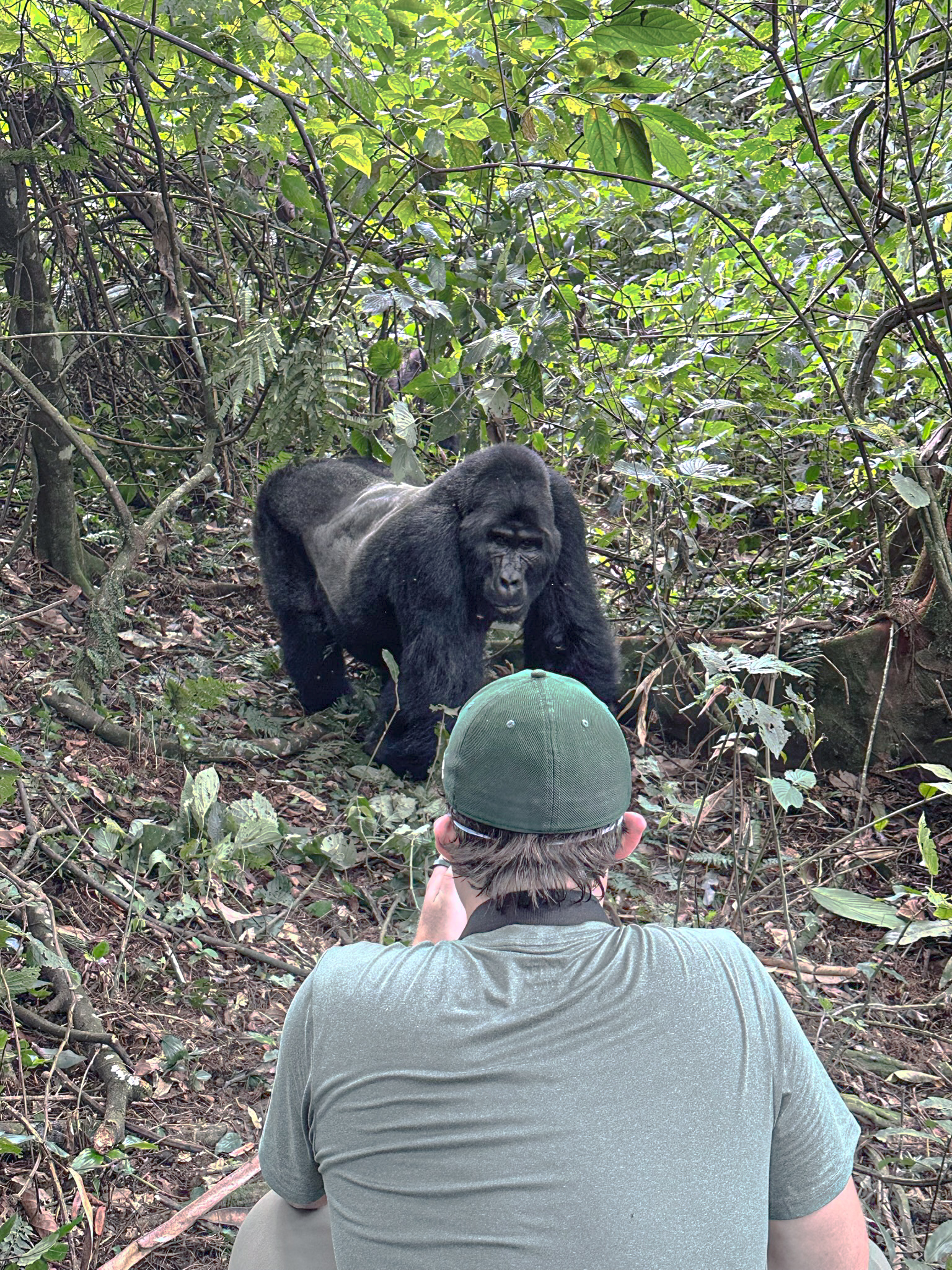 Traveler observing a mountain gorilla during a trek in the jungle of Uganda.